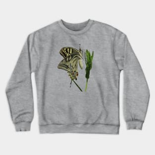 Scarce Swallowtail Butterfly Vector Art Crewneck Sweatshirt